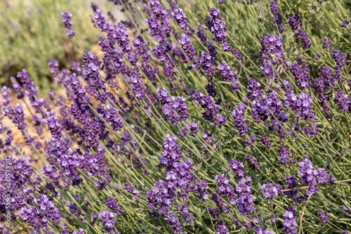  the blooming lavender flowers in Provence, near Sault, France