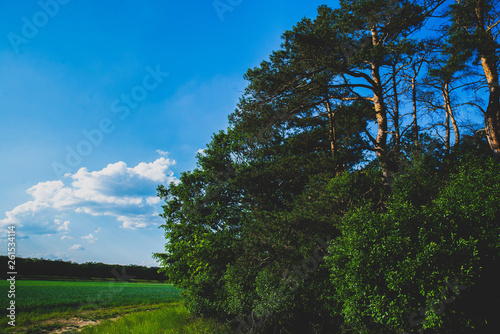 close up on forest and the field - natural light