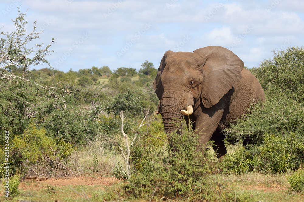 Afrikanischer Elefant / African elephant / Loxodonta africana