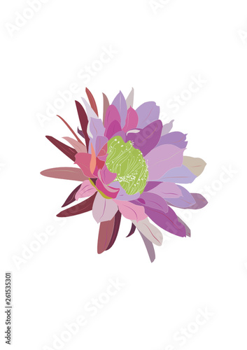 Fiore di Cactus