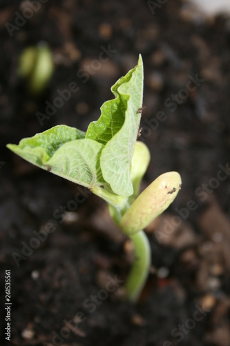 Sprouting Bean