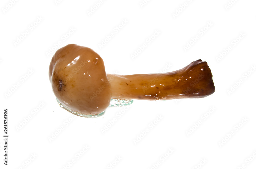 Obraz premium mushrooms isolated on white background