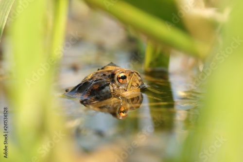 Frog in a pond during mating season on a sunny spring morning