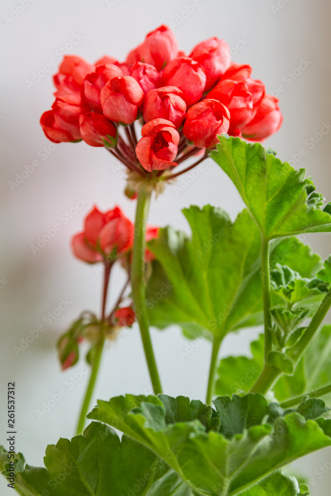Obraz premium Geraniums with tulip flowers