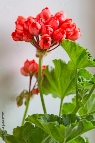 Wallpaper Mural Geraniums with tulip flowers Torontodigital.ca