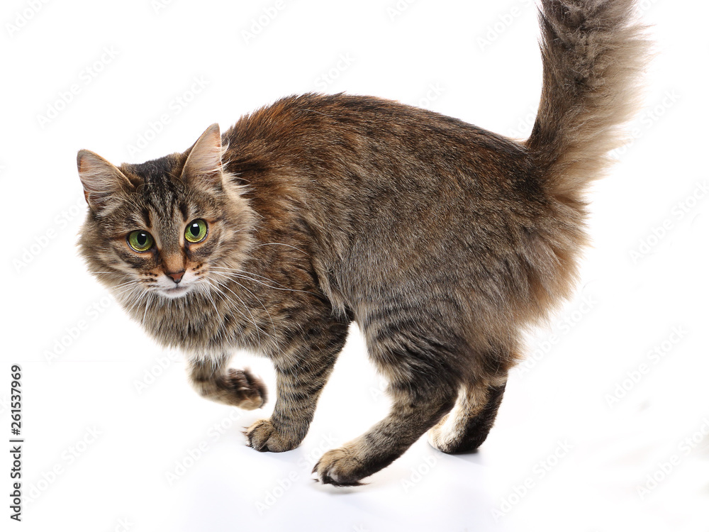 Green-eyed tabby cat, isolated on white background.
