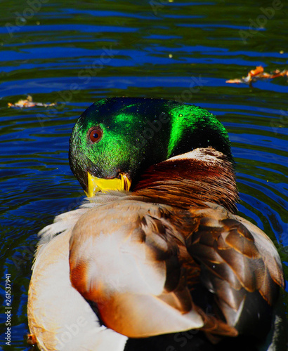 duck with a green head