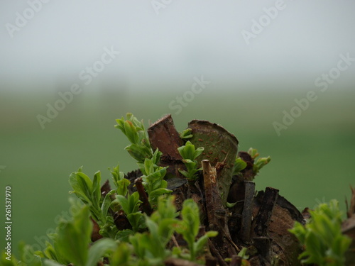 Nature in the fog