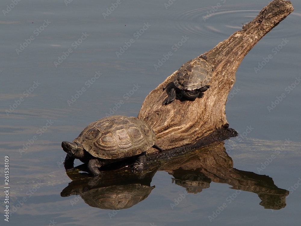 Fototapeta premium Turtles on a piece of wood