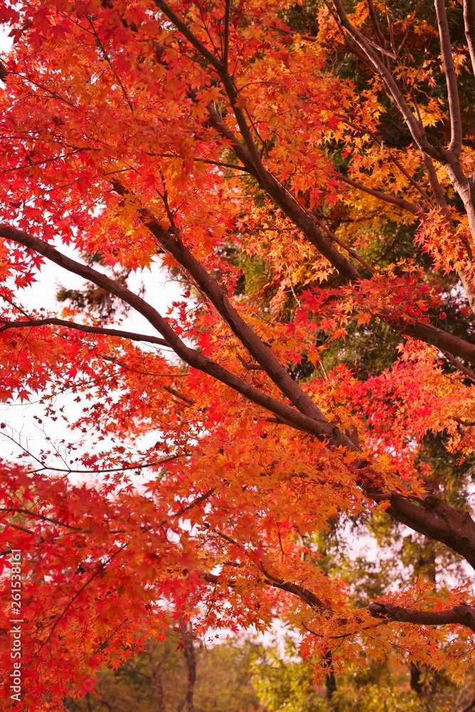 Red maple leaves in autumn