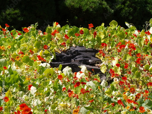 Black stone in the middle of flowers