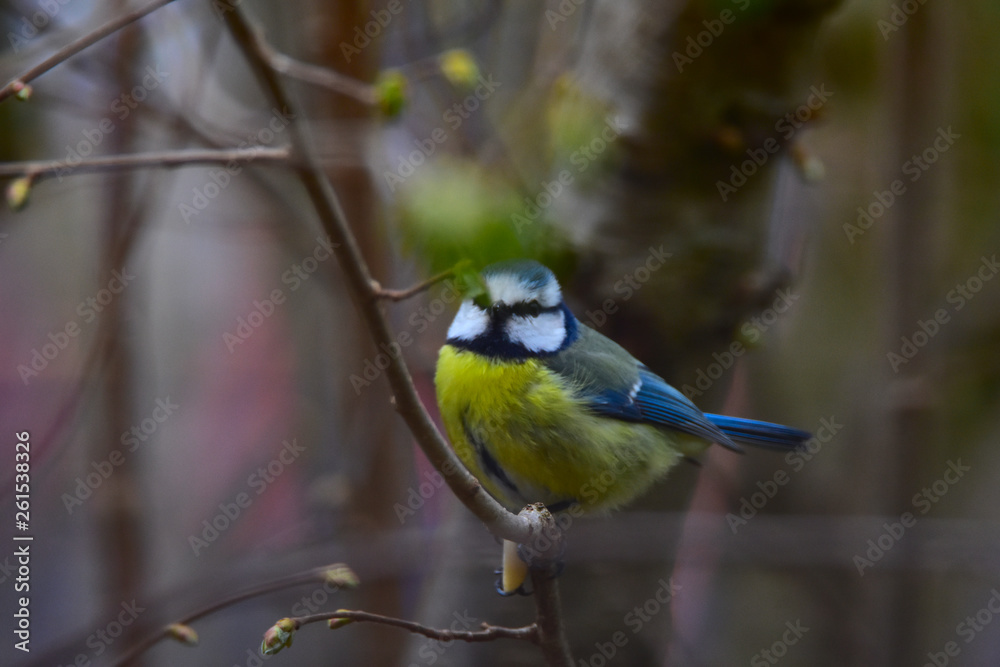 Fototapeta premium Blue tit on a branch