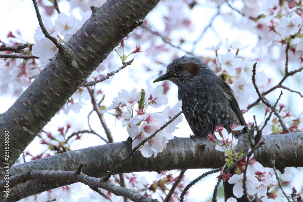 ヒヨドリと桜