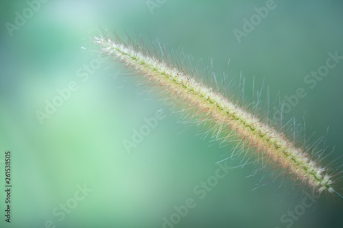 Closeup grass flower on abstract background
