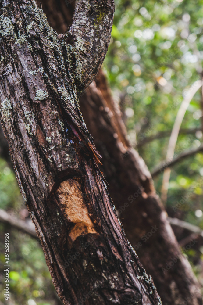 Obraz premium WOOD