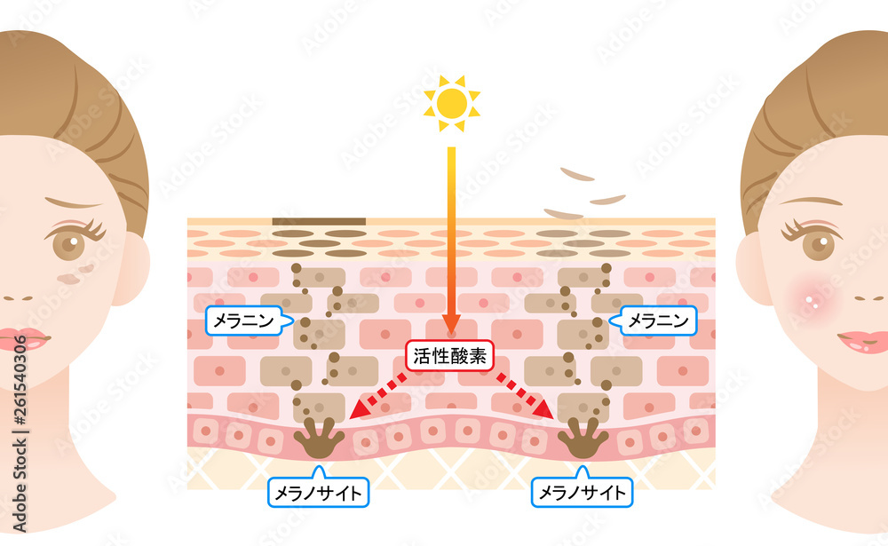 ターンオーバー 肌の断面図と女性 Stock Vector 