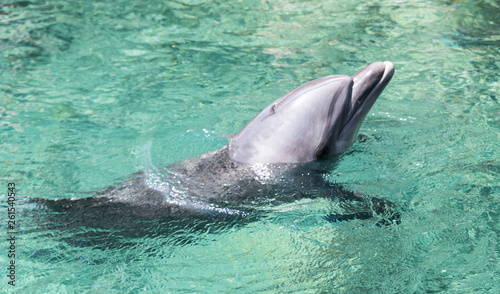 swimming dolphin in the israel city eilat