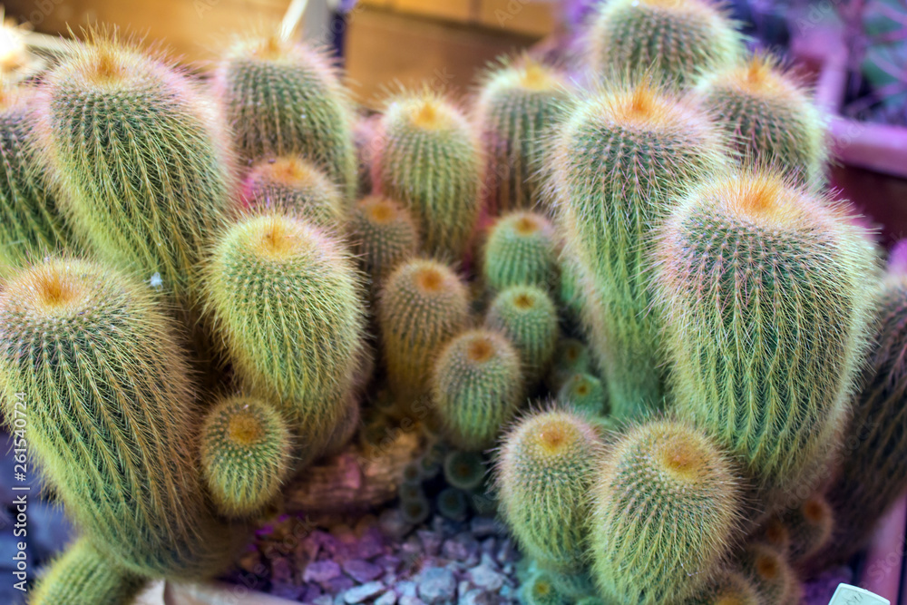 group of green cactuses group of green cactuses