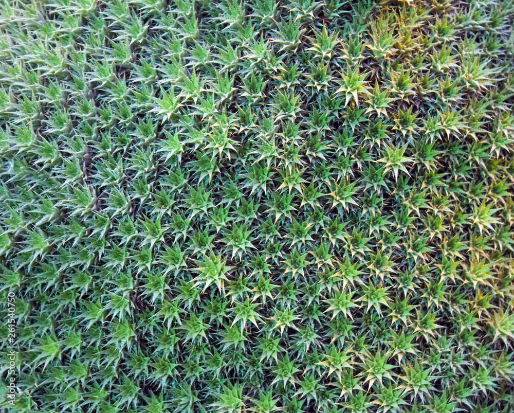 background of green leaves background of green leaves