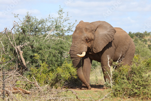 Afrikanischer Elefant / African elephant / Loxodonta africana