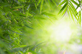 Close up beautiful view of nature bamboo leaf on blurred greenery tree background with sunlight in public garden park. It is landscape ecology and copy space for wallpaper and backdrop.-Image.