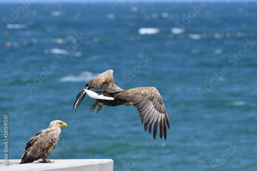 オホーツク海をバックに飛翔するオジロワシ