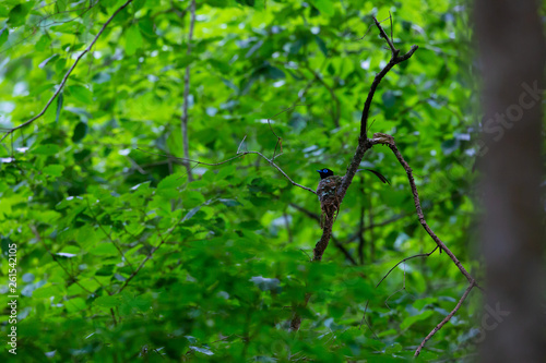 初夏のサンコウチョウ