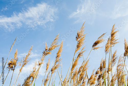 Grass plants (Poaceae) blowing in the wind