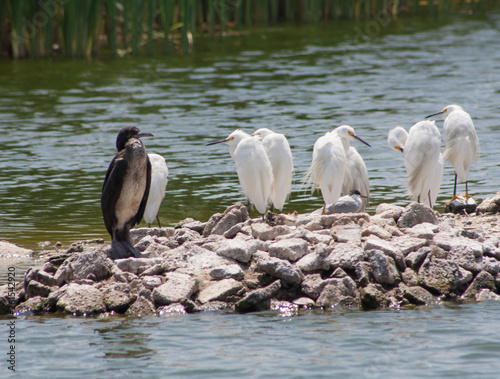 birds have an a rest