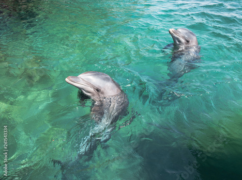 two swimming dolphins in the israel city eilat