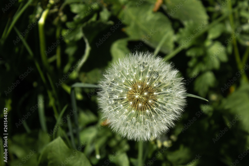 Considered by some to be a week, the dandelion seed head is perfectly formed and according to legend, can tell you the time