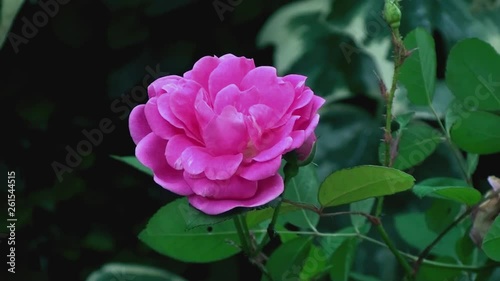 Pink Rose Flower in garden- Close up