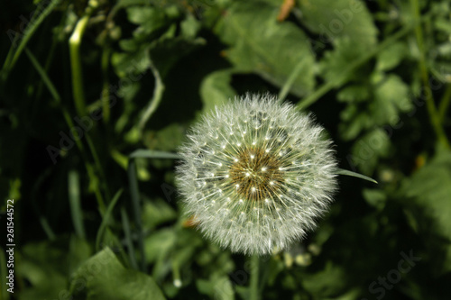 Considered by some to be a week  the dandelion seed head is perfectly formed and according to legend  can tell you the time