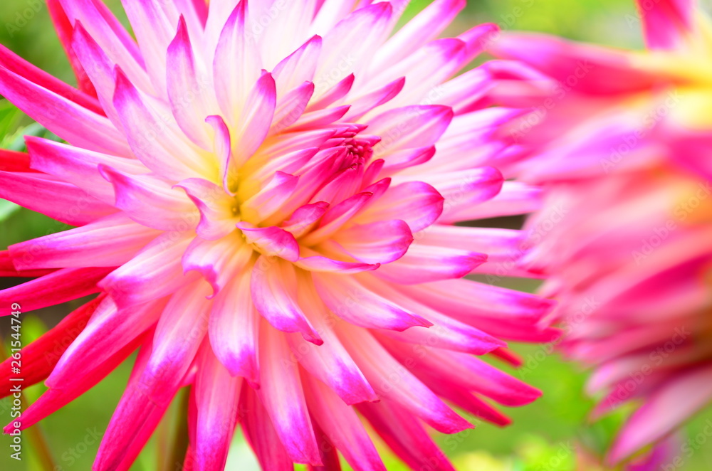Dahlia (Dahlia hortensis) Dahlia (Dahlia hortensis)