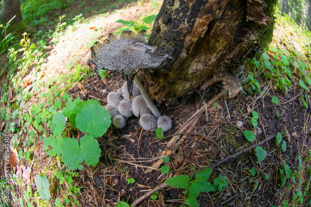 Toadstool mushrooms under a tree in the forest on a summer day Toadstool mushrooms under a tree in the forest on a summer day