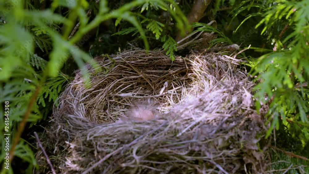 Black birds just out of the eggs begging for food. The nest waving in the windy conditions. Black birds just out of the eggs begging for food. The nest waving in the windy conditions.