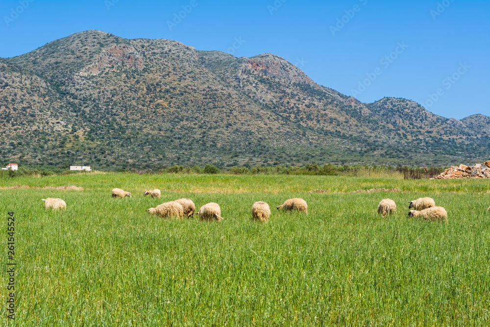 A flock of sheep grazing on spring grass surrounded by mountains. Crete, Greece.