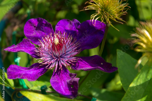 Blooming Clematis is a perennial herbaceous or woody plant that grows in subtropical and temperate climatic zones. Widely used in ornamental gardening, for landscaping