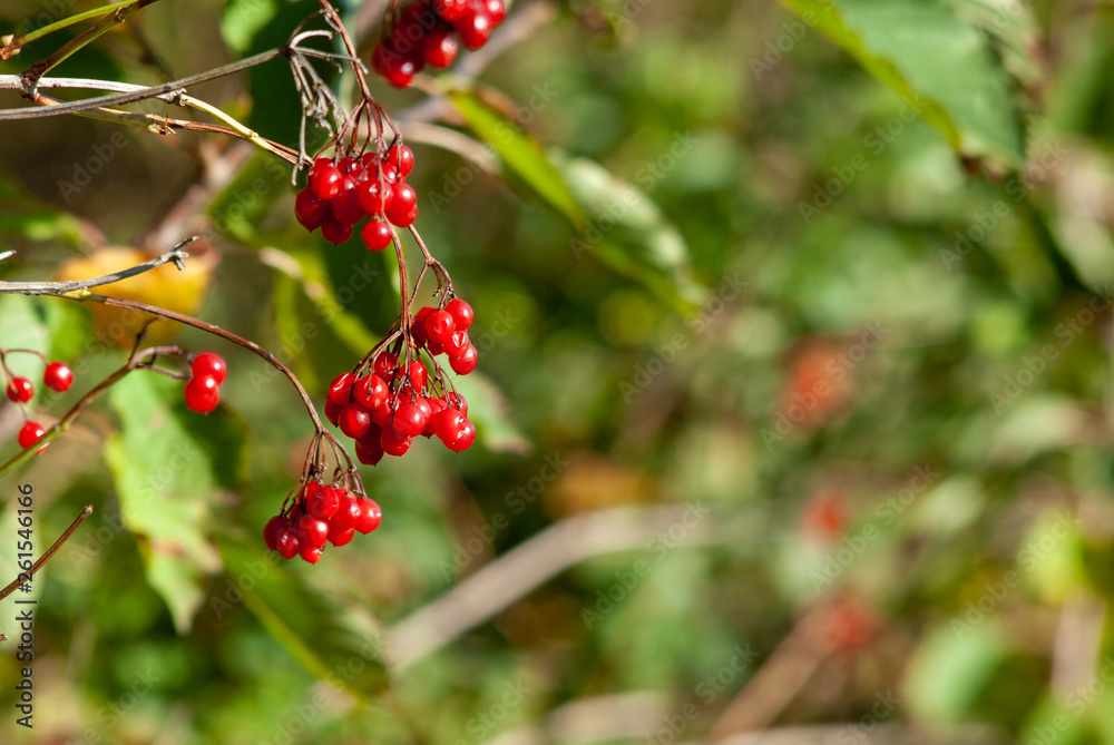 Red berries Red berries