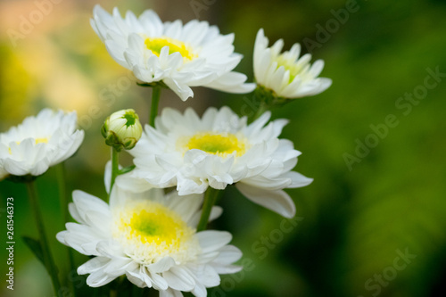 Branch of white chrysanthemums