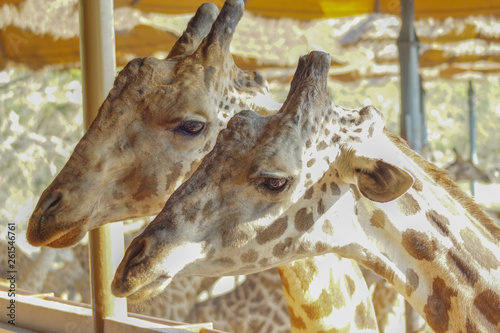 Photography Giraffes in the zoo up close look