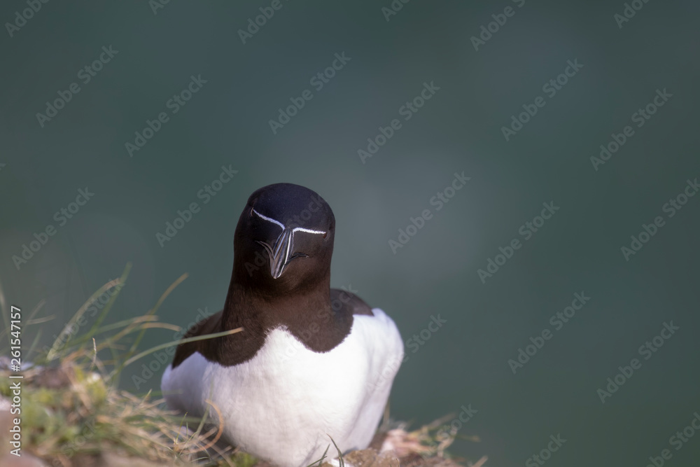 razorbill, water bird, Alca torda, perched on cliff edge along the Scottish coastline during spring/April.