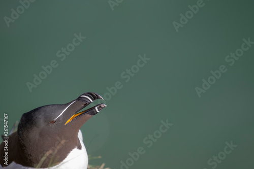 razorbill, water bird, Alca torda, perched on cliff edge along the Scottish coastline during spring/April.