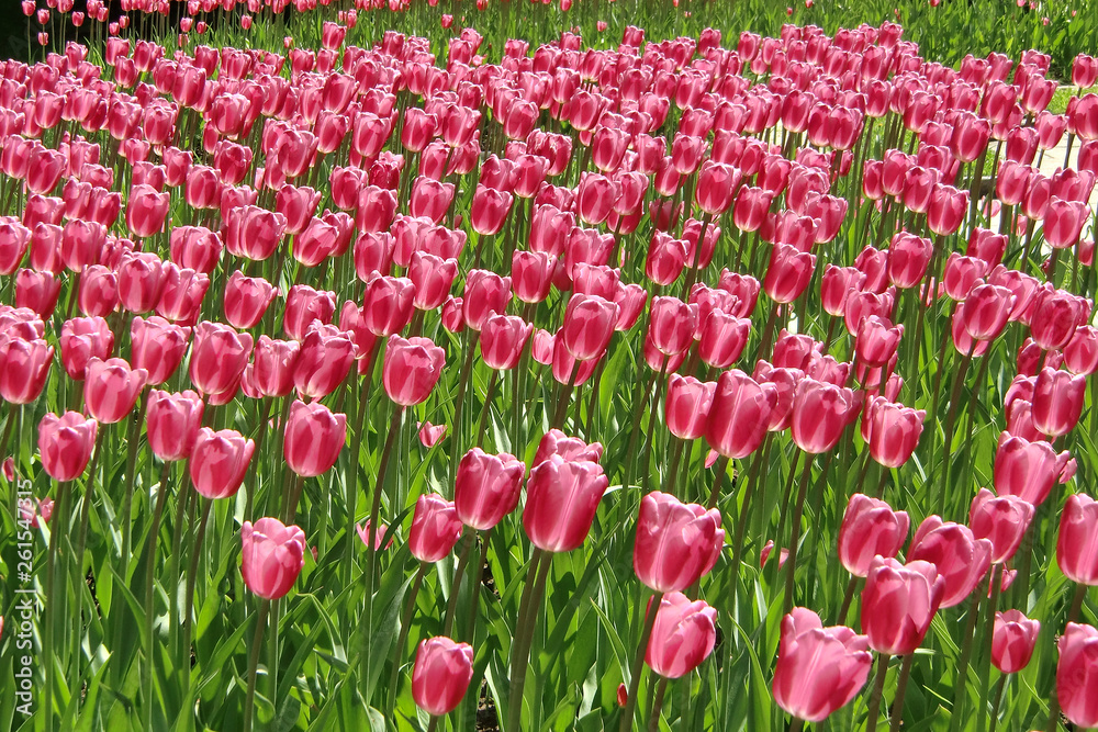  A lot of red tulips blooming on spring time