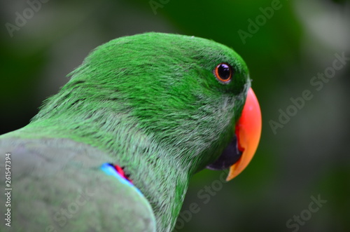 Parrot (Eclectus roratus)