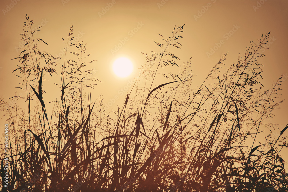 splendor in the grass with the sun splendor in the grass with the sun