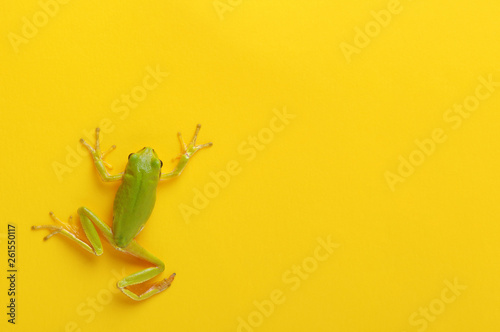Canvas Print Green tree frog