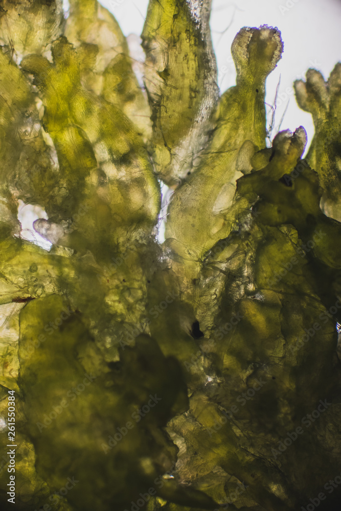 virale welt der kleinen dinge