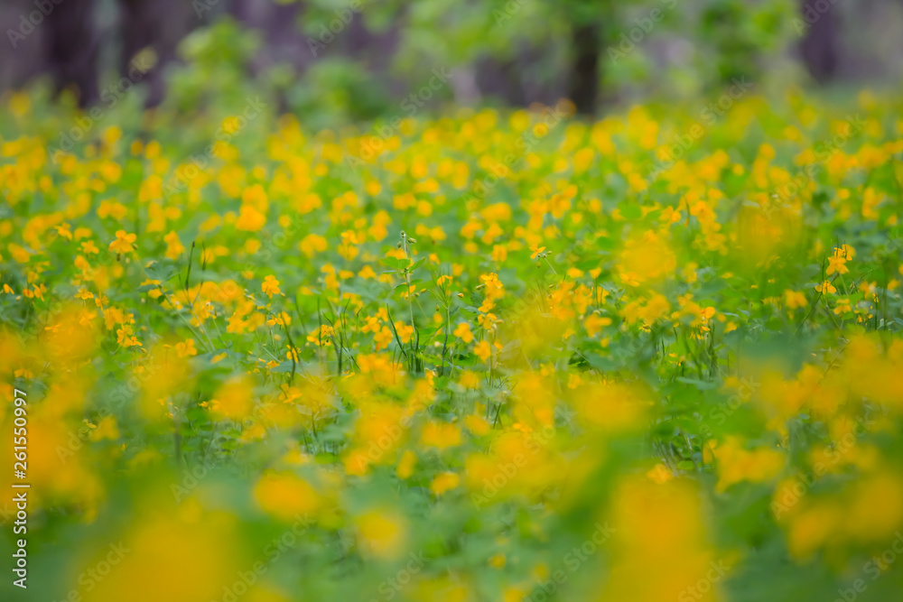 quiet spring forest with yellow flowers, natural background quiet spring forest with yellow flowers, natural background
