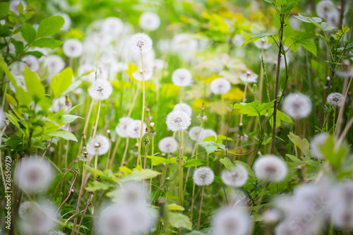 closeup white dandelion flowers in a forest